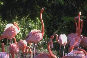 flamingos