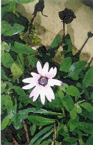 edquina-2-flower-esp-pend.jpg (63763 bytes)