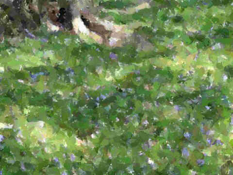 lucia-2-flowers-earth.jpg (49739 bytes)