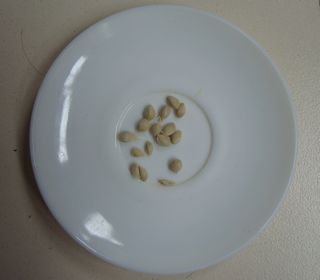 Semillas del lim&oacute;n