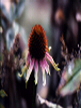 Echinacea - San Lee Park - Shot by Tay
