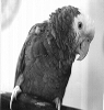 Francine the Double-Yellow Headed Amazon - shot by Jon