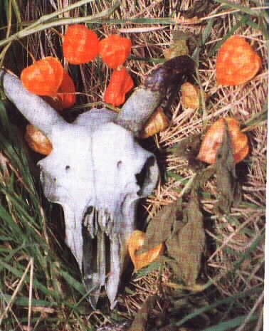 Billy - The Goat