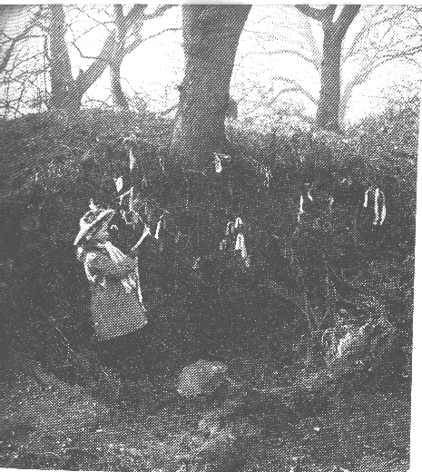 Tree Dressing at 'The Rag Well' in West Yorkshire - 1908
