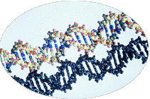 DNA