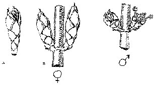 Flowers - Gender Differences (3K)