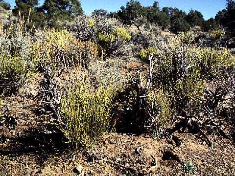 Hillside landsape covered with Ephedra (67K)