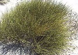 Plant (20K)