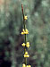Flower (3K)