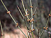 Flower (5K)