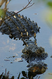 A 10 foot alligator along the Indigo Trail in Ding Darling