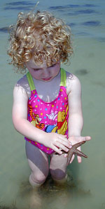 Studying a starfish