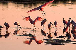 Spoonbills in Ding Darling