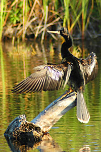 Anhinga drying its wings in the Bailey Tract of Ding Darling National Wildlife Refuge