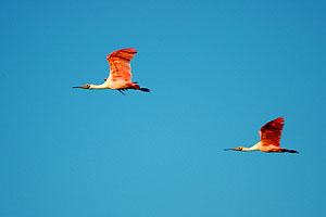 Roseate Spoonbills on approach in the Ding Darling National Wildlife Refuge