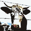 madcow