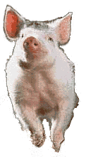 piggy