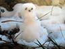 pupazzetto di neve