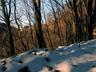 neve tra gli alberi 1