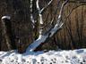 neve tra gli alberi 2