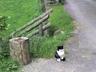 un gatto
