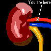 Reft Kidney