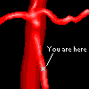 Superior Mesenteric