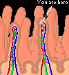 Villi
