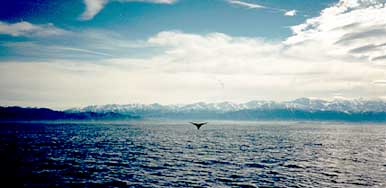whale1.jpg (15762 bytes)