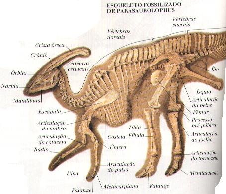 Parasaurolophus dino. dinossauro extinto com crista craniana ou