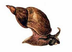 caracol.jpg (5840 bytes)