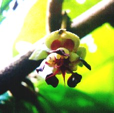 Flower of cupuacu