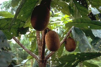 4-year-old Cupuacu tree with fruit
