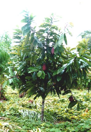 3.5-year-old cupuacu tree
