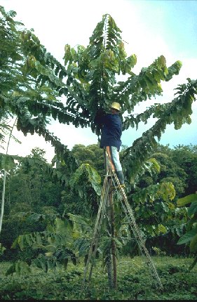 Luiz measuring 3.5-year-old castanha tree 