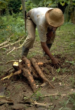 Harvest of cassava