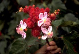 Urucum flower