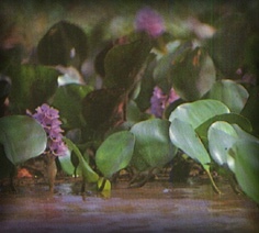Flora da Regi�o