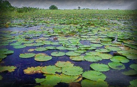 Vegeta��o aqu�tica da Regi�o dos Lagos - Foto DETUR-AP