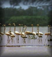 Aves da Regi�o