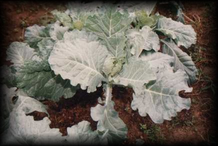 Cultivo de Verduras