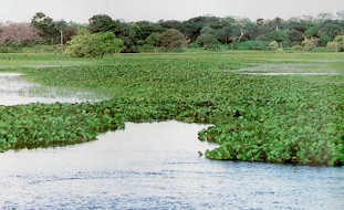 Lago da Regi�o - Foto Paulo Uch�a