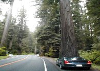 Redwoods