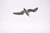 Gaviota