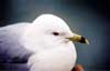 Gaviota close