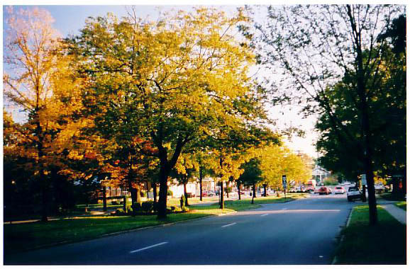 Trees...
