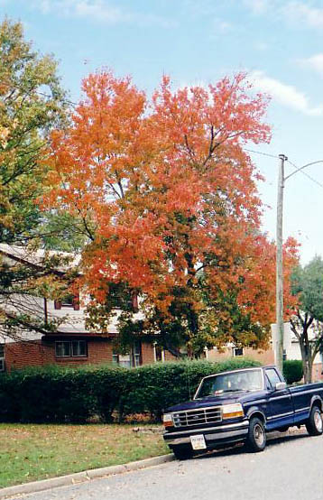 ...trees...