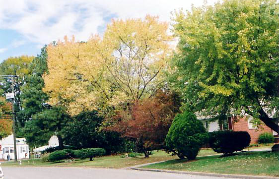 ...and trees!