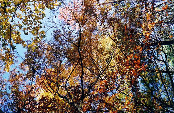 look up to the sky