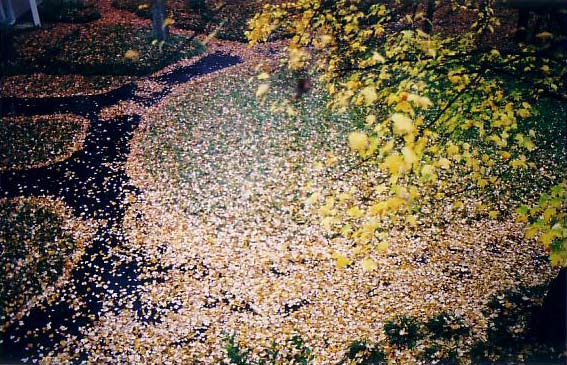 Fall